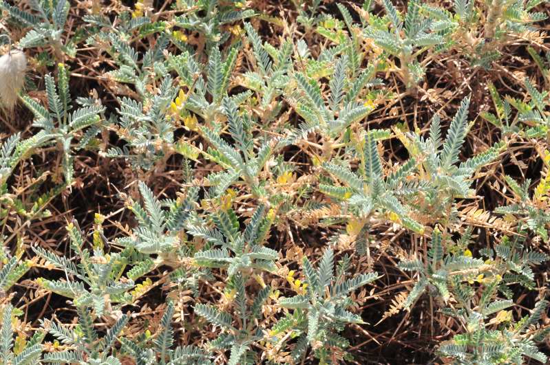 Astragalus terraccianoi / Astragalo di Terracciano